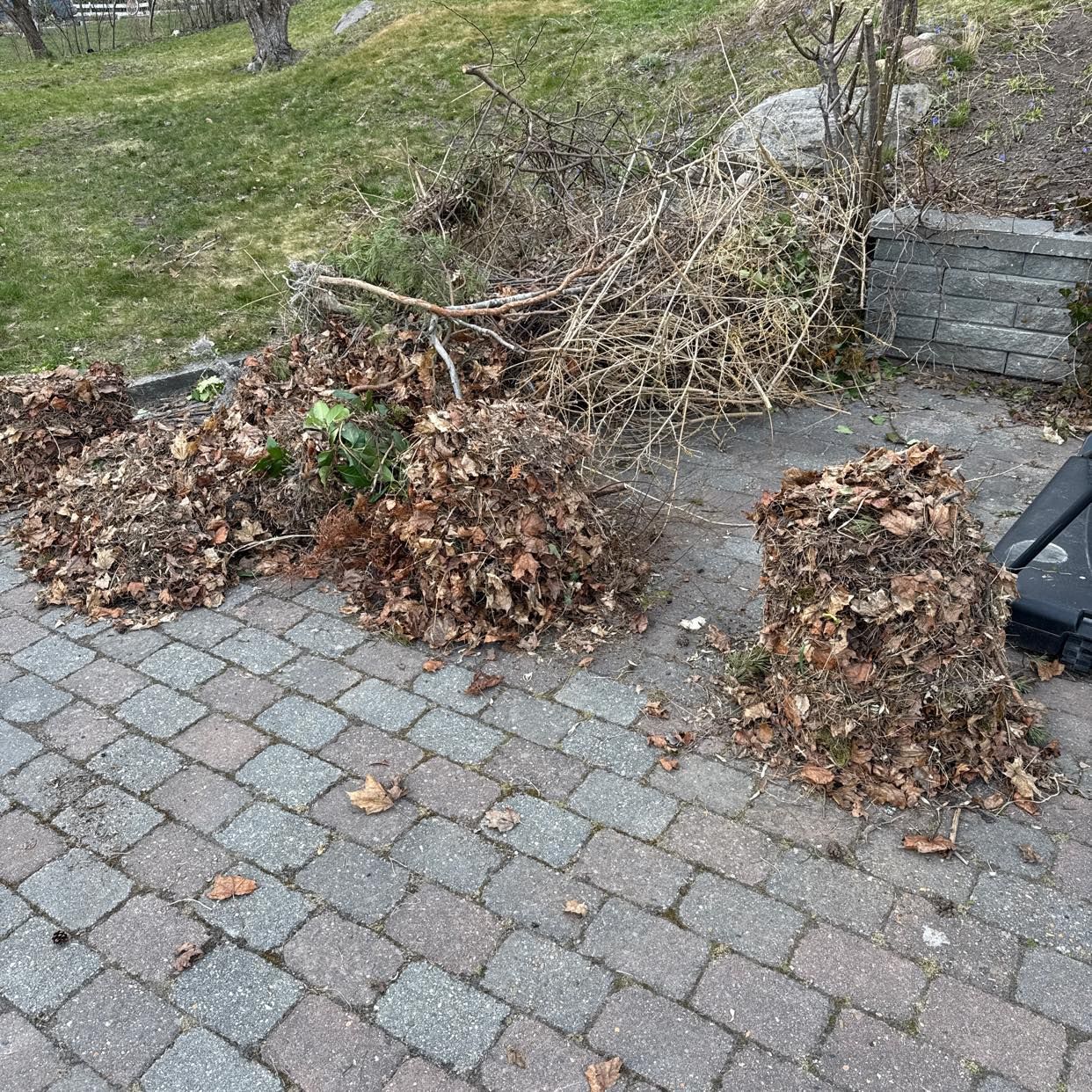 image of lite grenar och löv - Danderyd