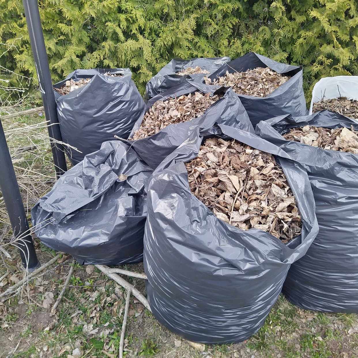 image of 10 sopsäckar med löv + en - Lidingö