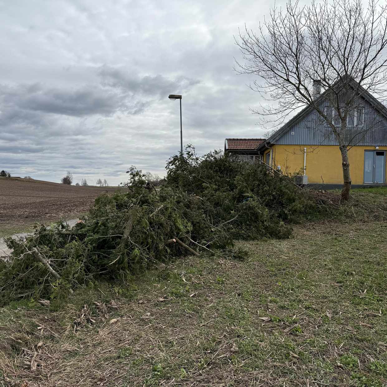 image of Bortforsling av träd - Hoby