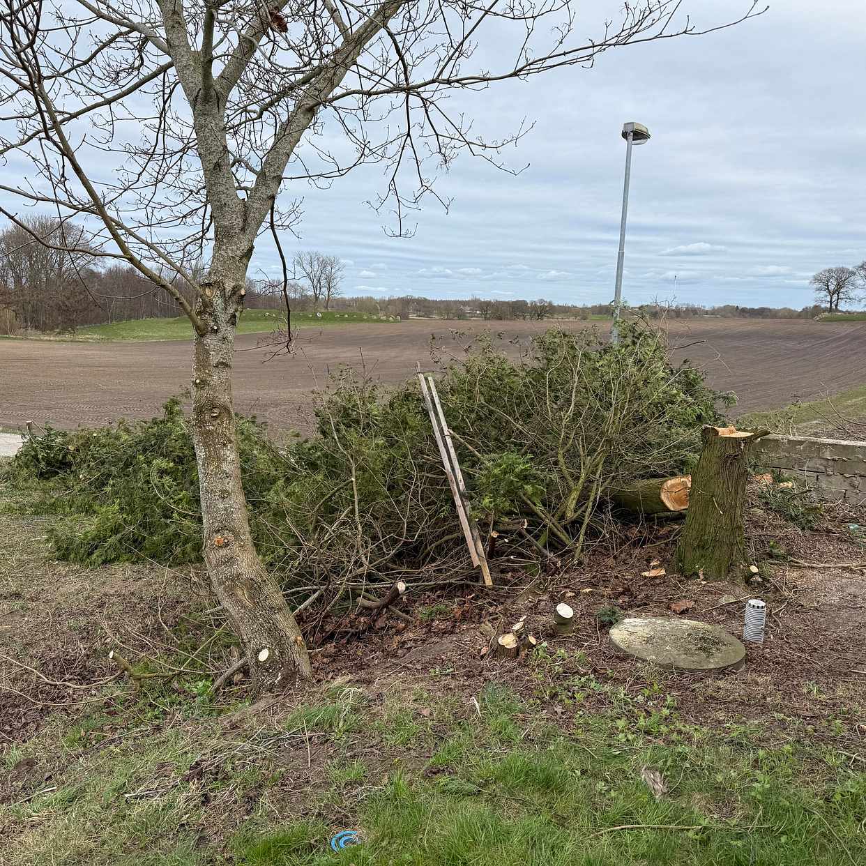 image of Bortforsling av träd - Hoby