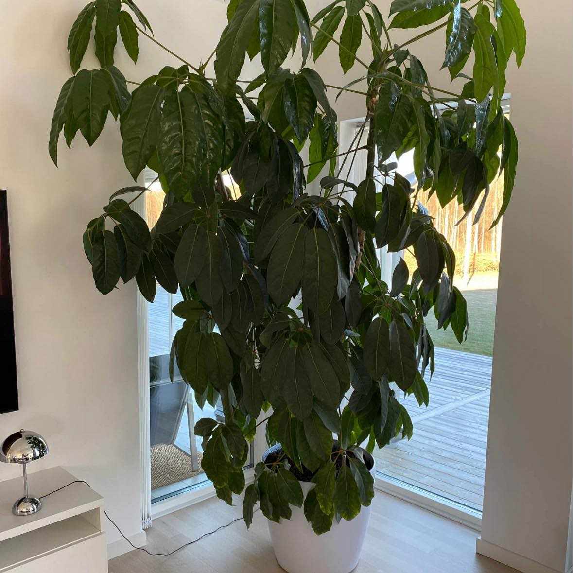 image of Växten på bilden - 