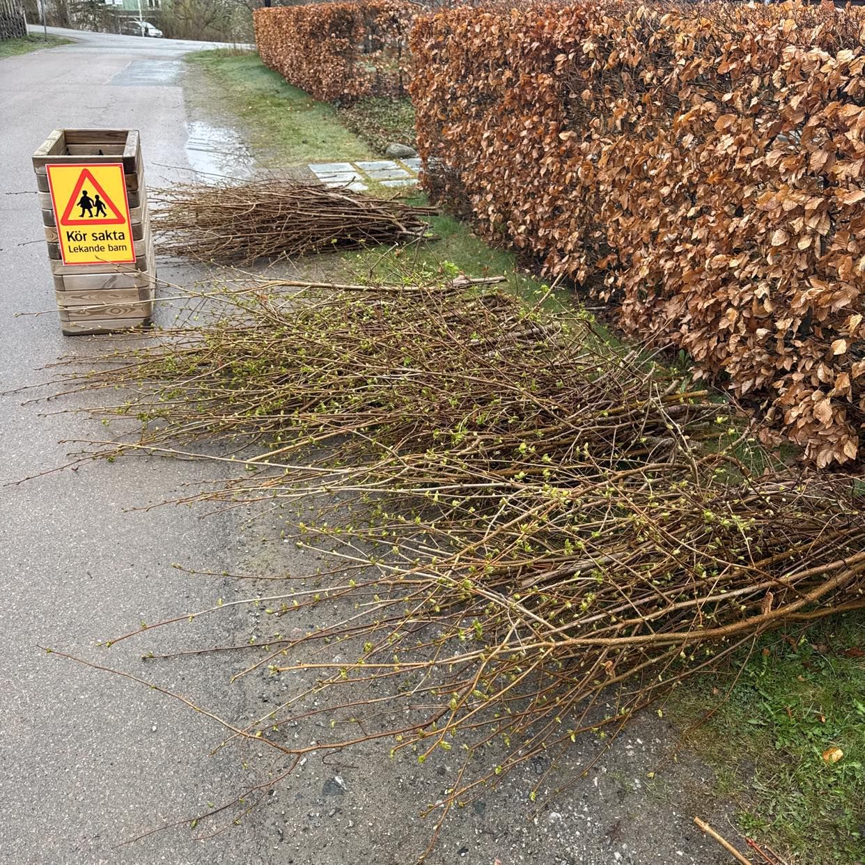 image of Grenar från mindre träd. - Farsta