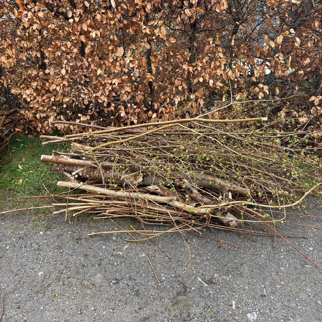 image of Grenar från mindre träd. - Farsta