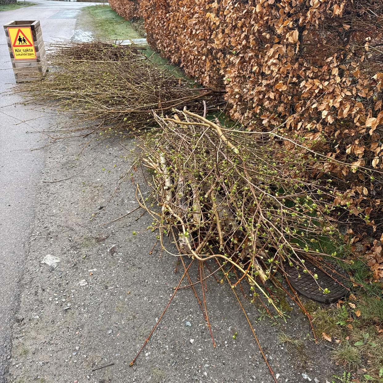 image of Grenar från mindre träd. - Farsta