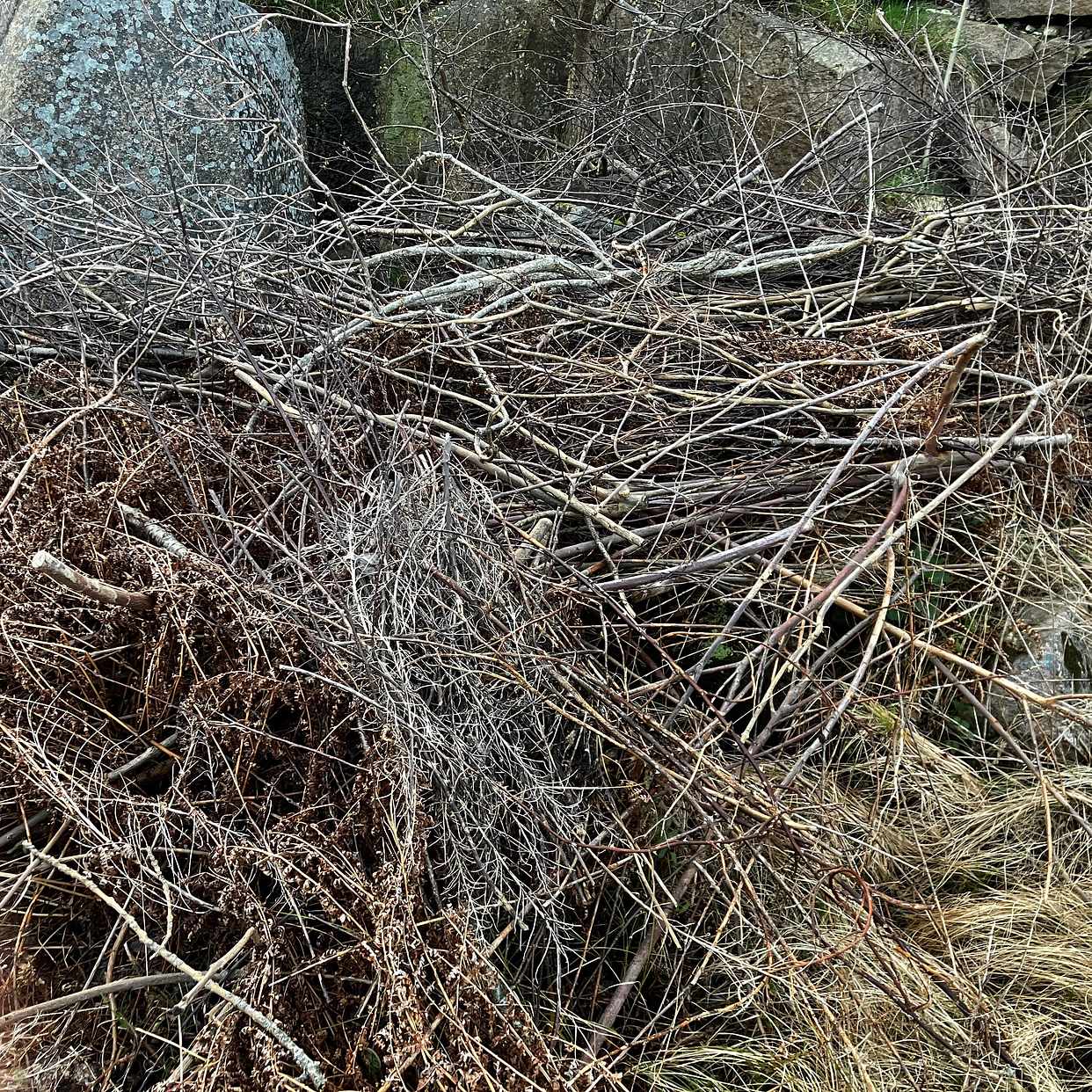 image of Bortforsl. grenar och ris - Hunnebostrand