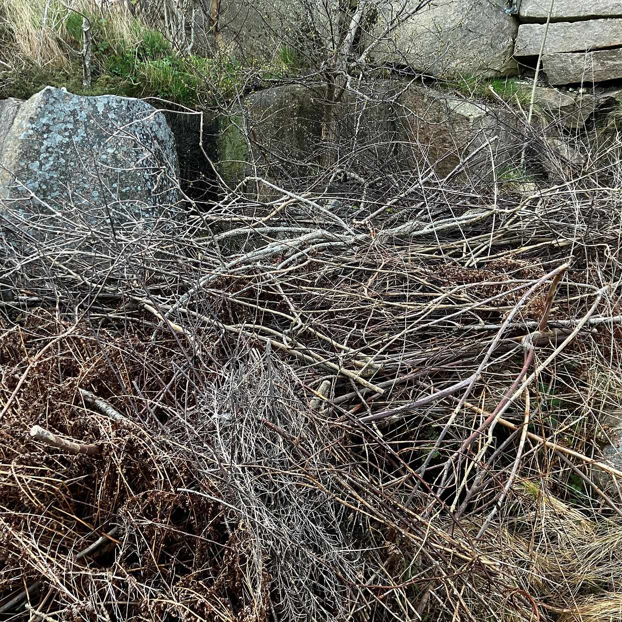 image of Bortforsl. grenar och ris - Hunnebostrand