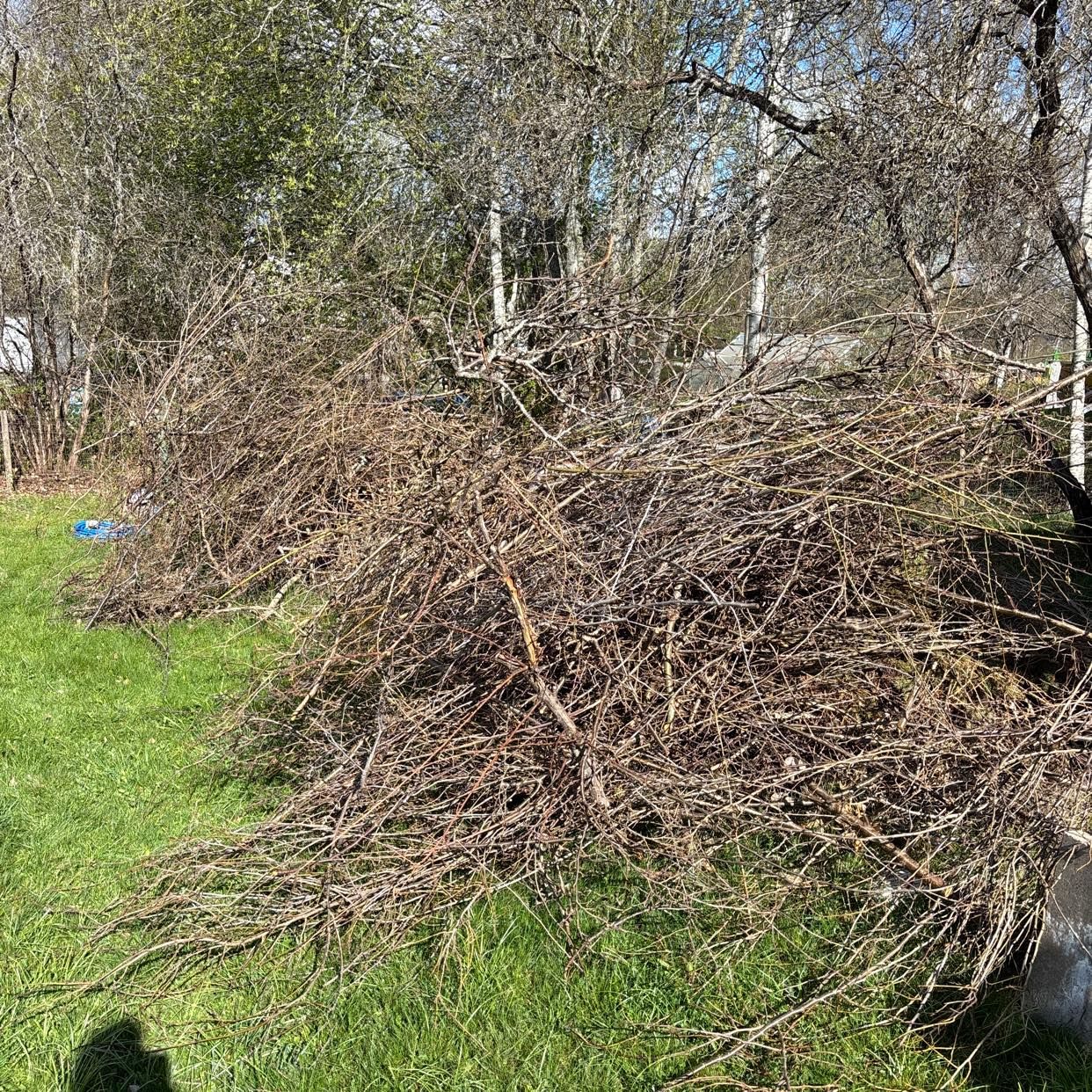 image of Ris från buskar - Vallentuna