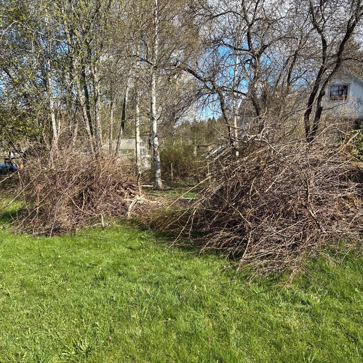 image of Ris från buskar - Vallentuna