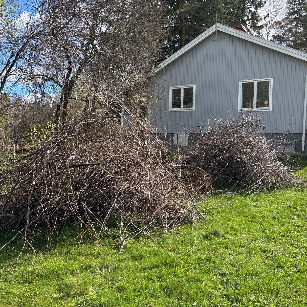 image of Ris från buskar - Vallentuna