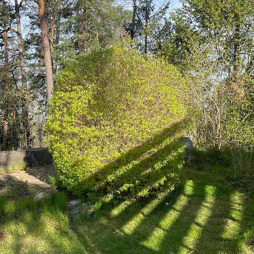 image of Schersminbuske skänkes - Enskede-Årsta-Vantörs