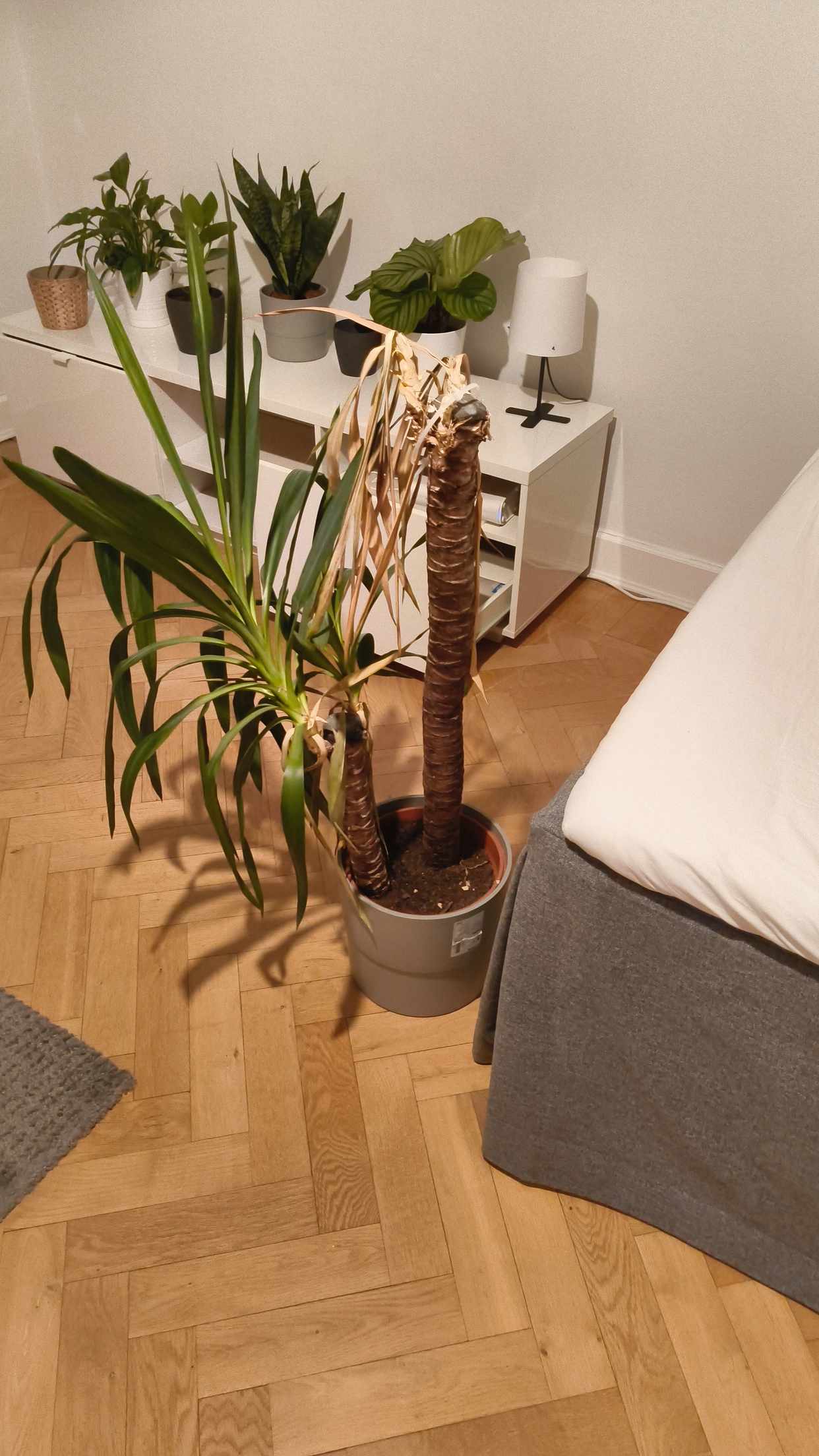 image of Slänga krukväxt - Stockholm