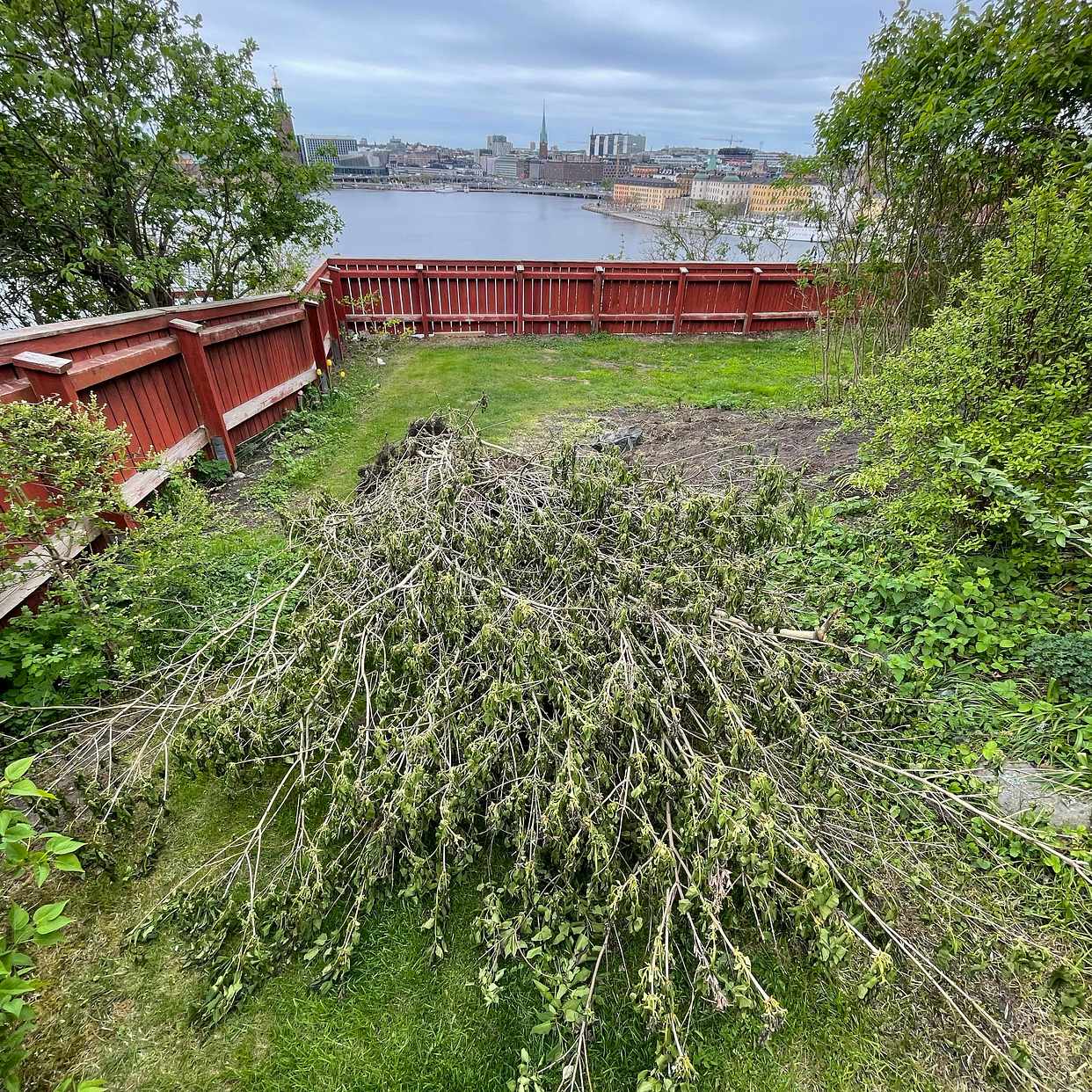 image of Syrenbuskar släng - Stockholm