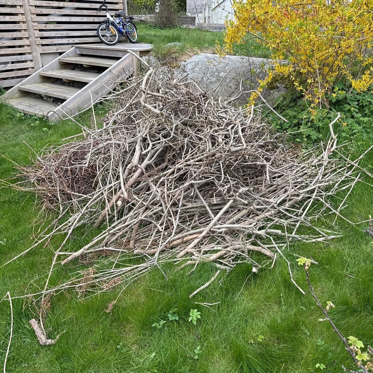 image of En hög ris - Enskede