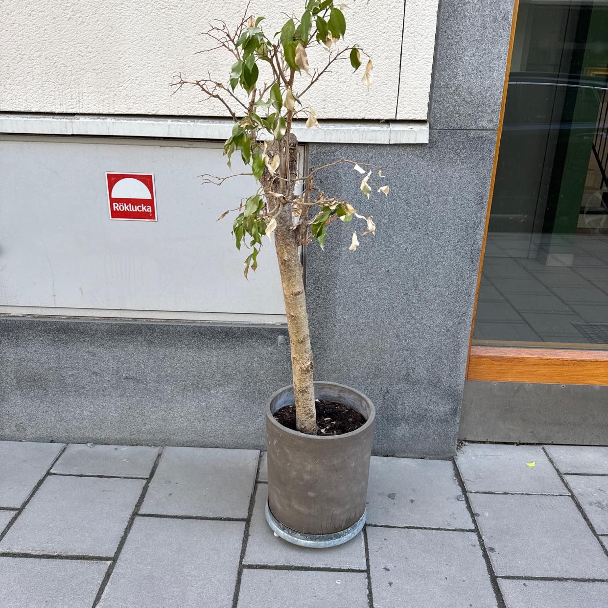 image of Växt - Stockholm