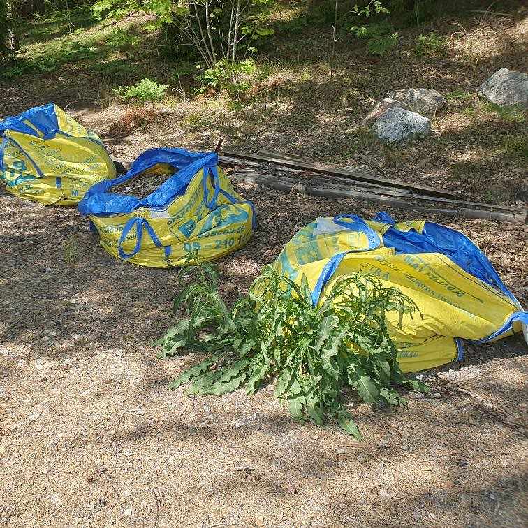 image of Borttransport av trädgård - Södertälje
