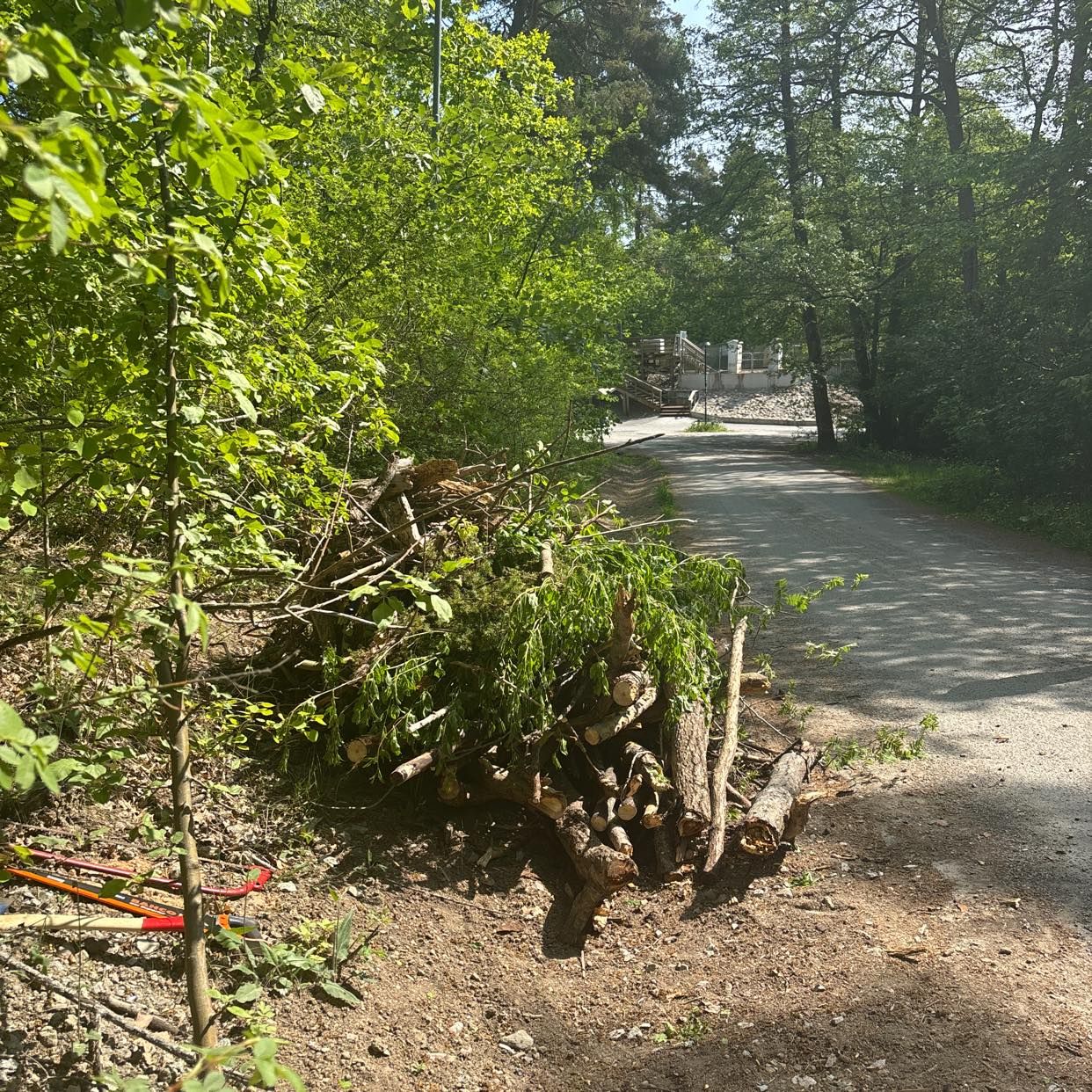 image of Träd, kvistar etc - Saltsjöbaden