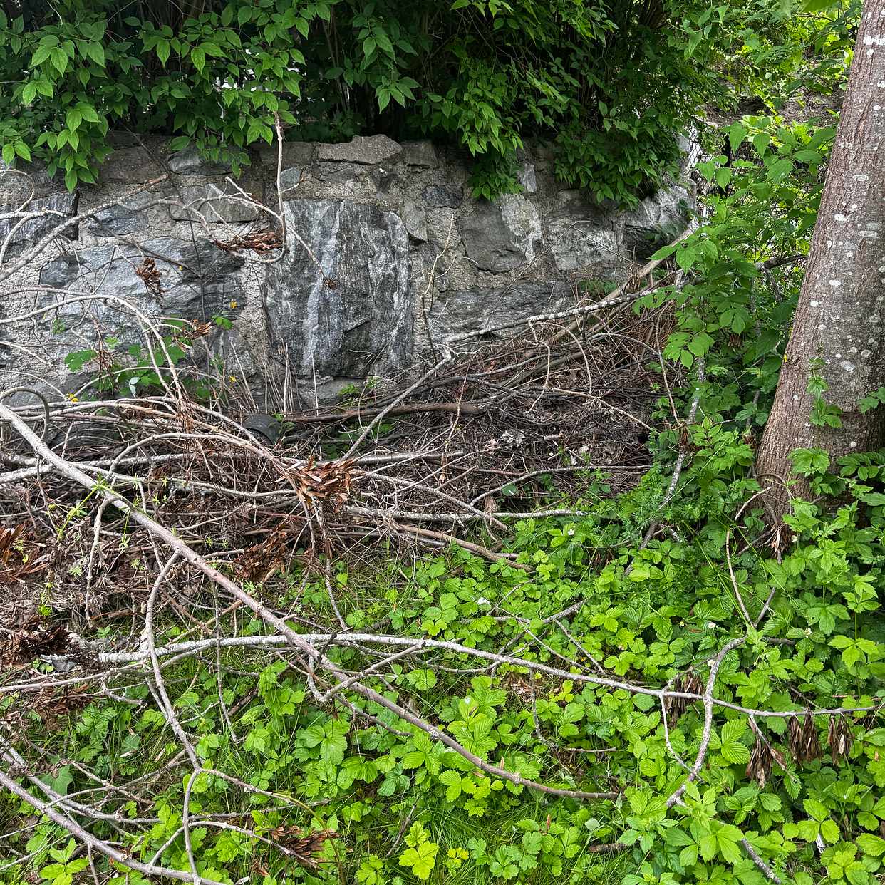 image of Blandat avfall och grenar - Danderyd