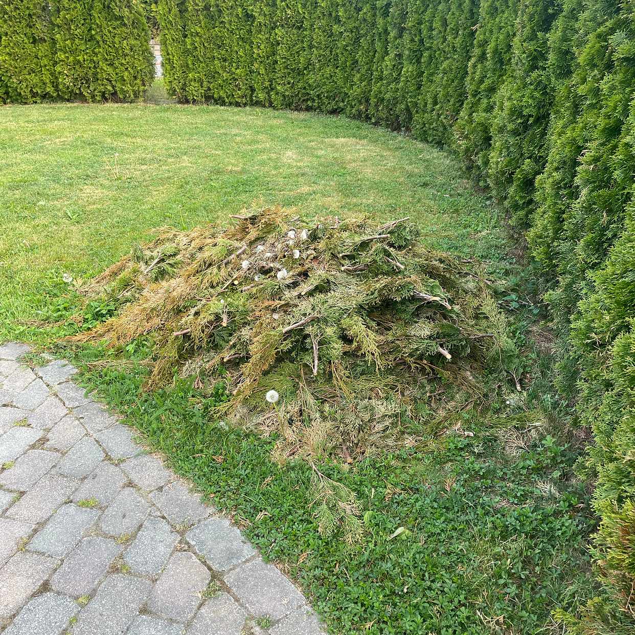 image of Kasta thujagrenar - Huddinge