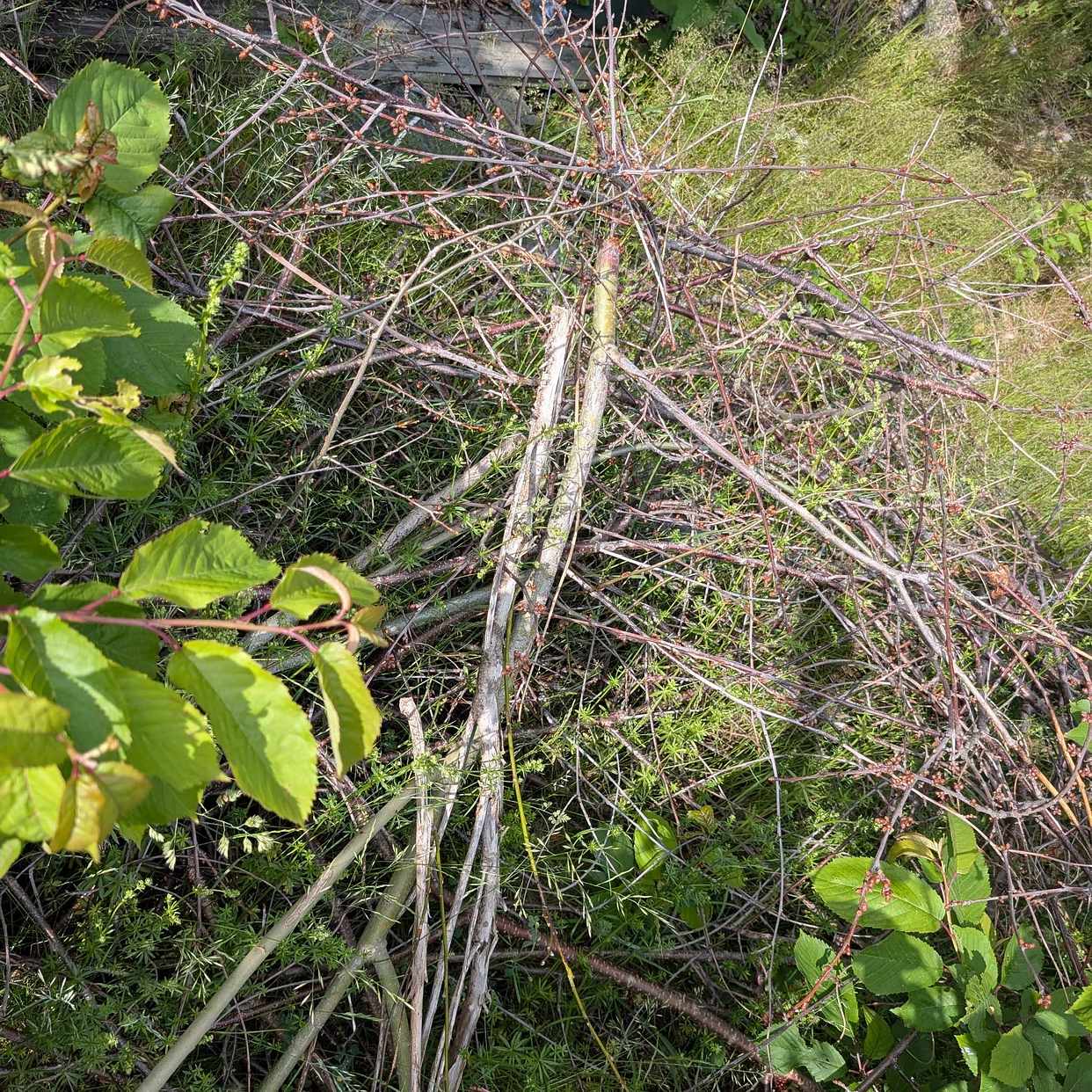 image of Garden waste - Lidingö