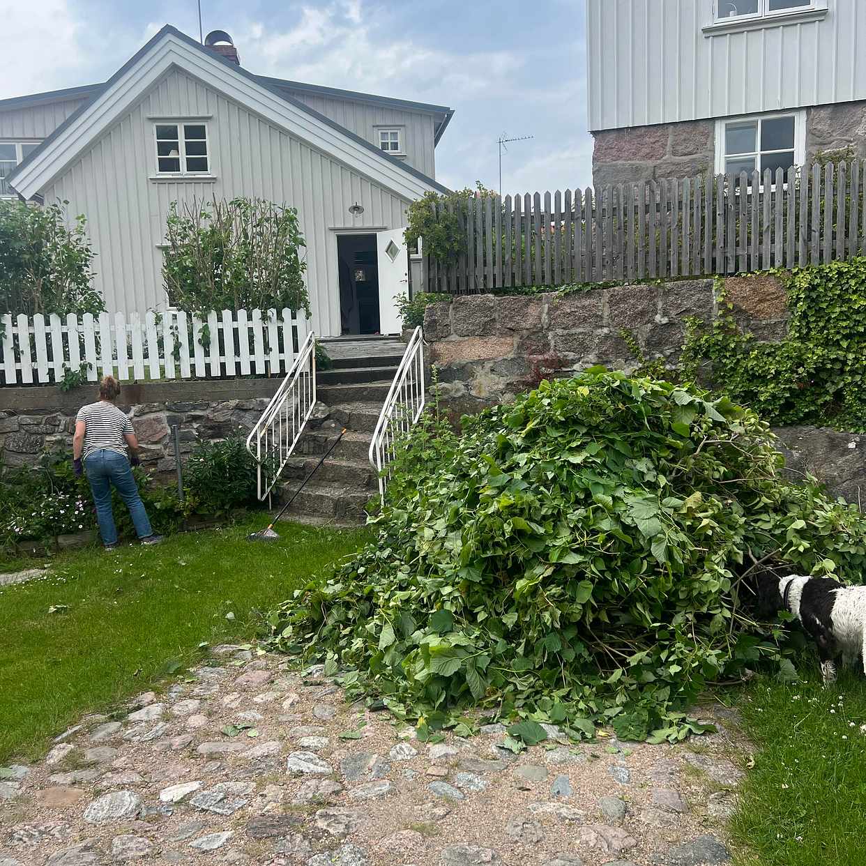 image of Löv grenar efter häckklip - Östersidan