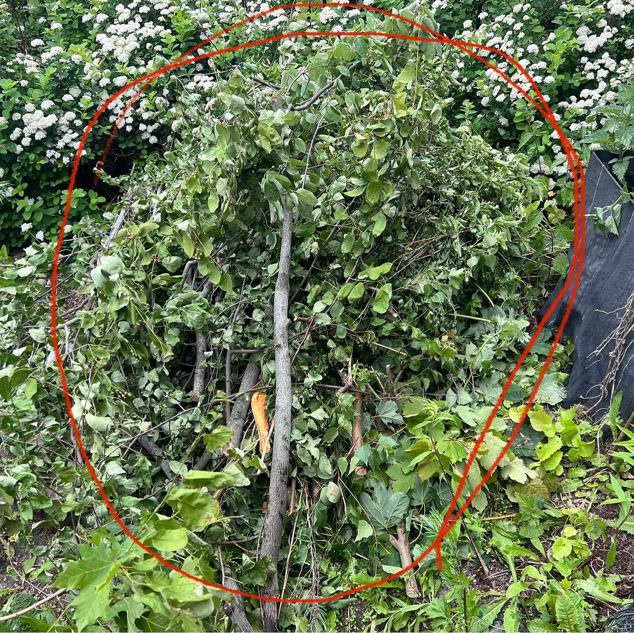 image of Garden waste - Enskede