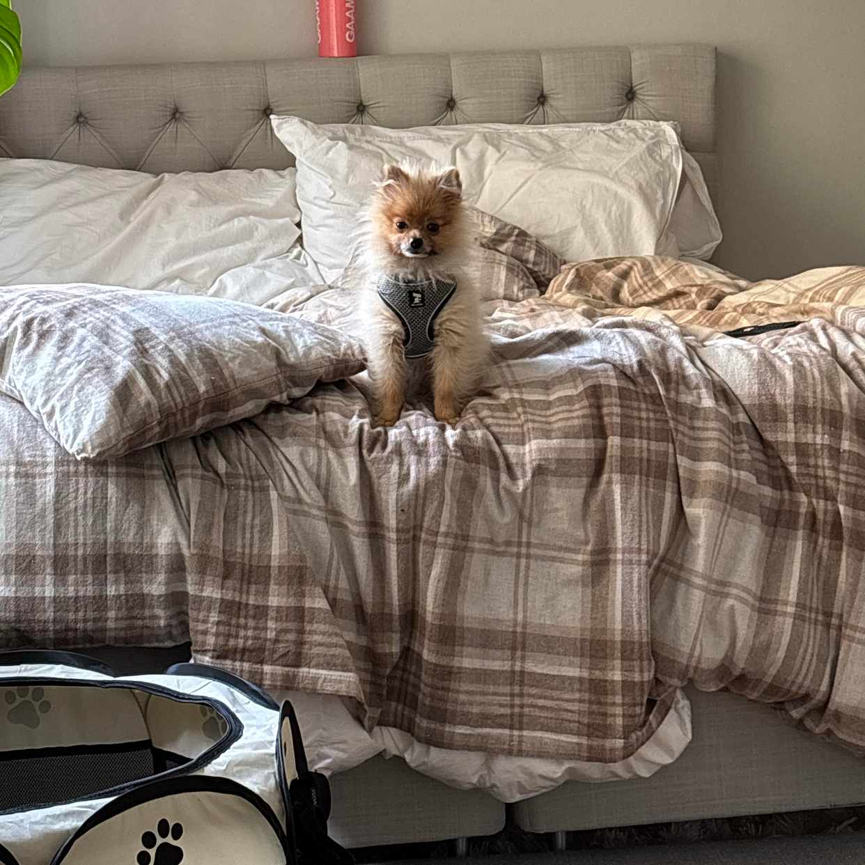image of Move bed - 