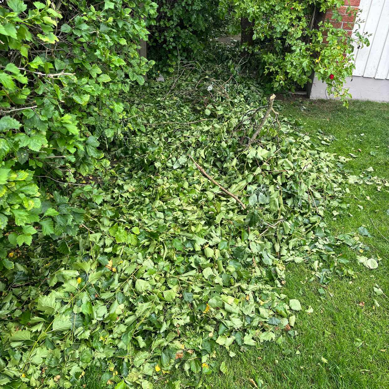 image of Hämta trådgårdsklipp - Uppsala