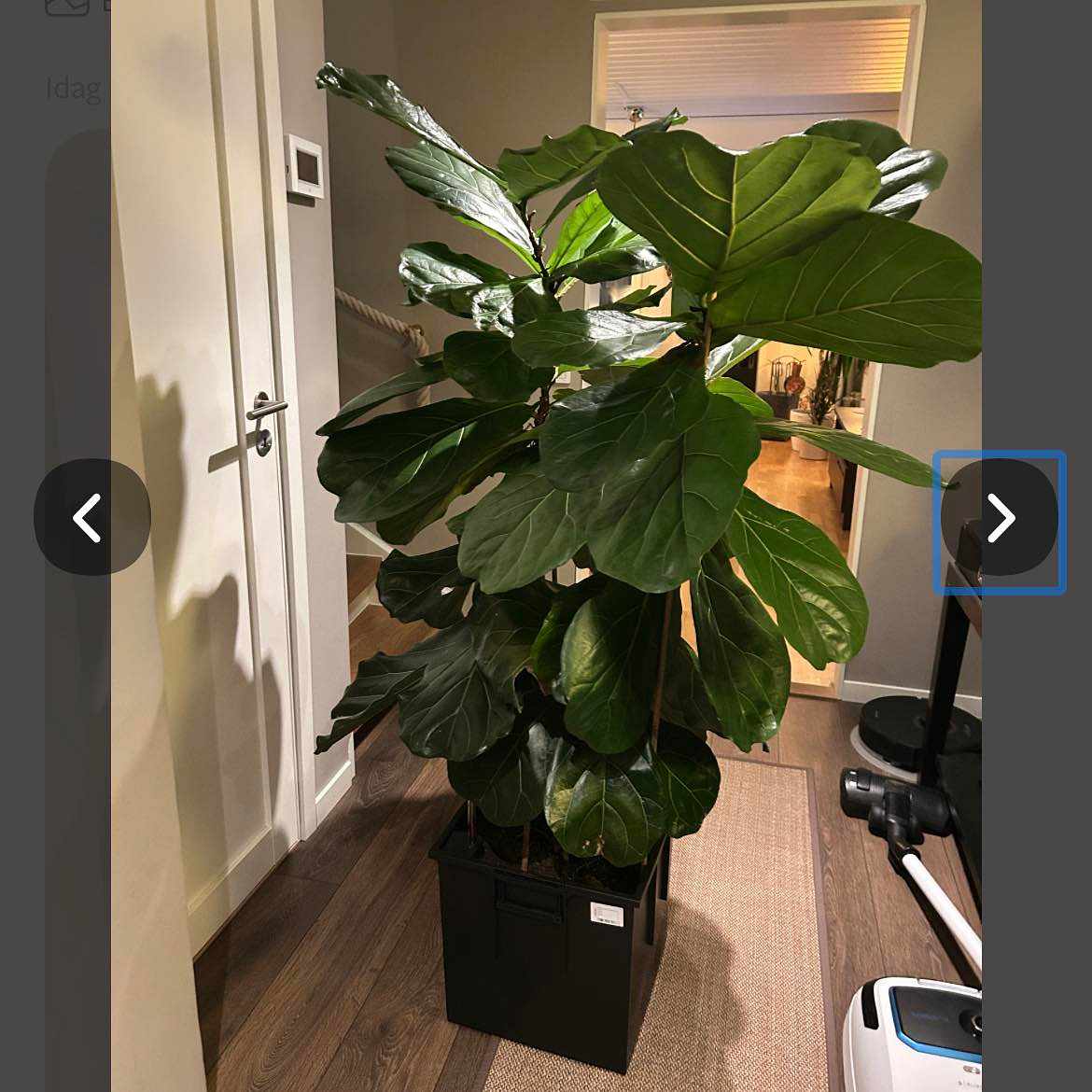 image of Växt med kruka - 