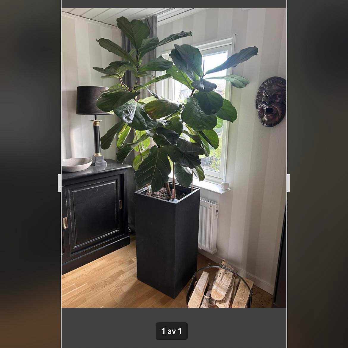 image of Växt med kruka - 