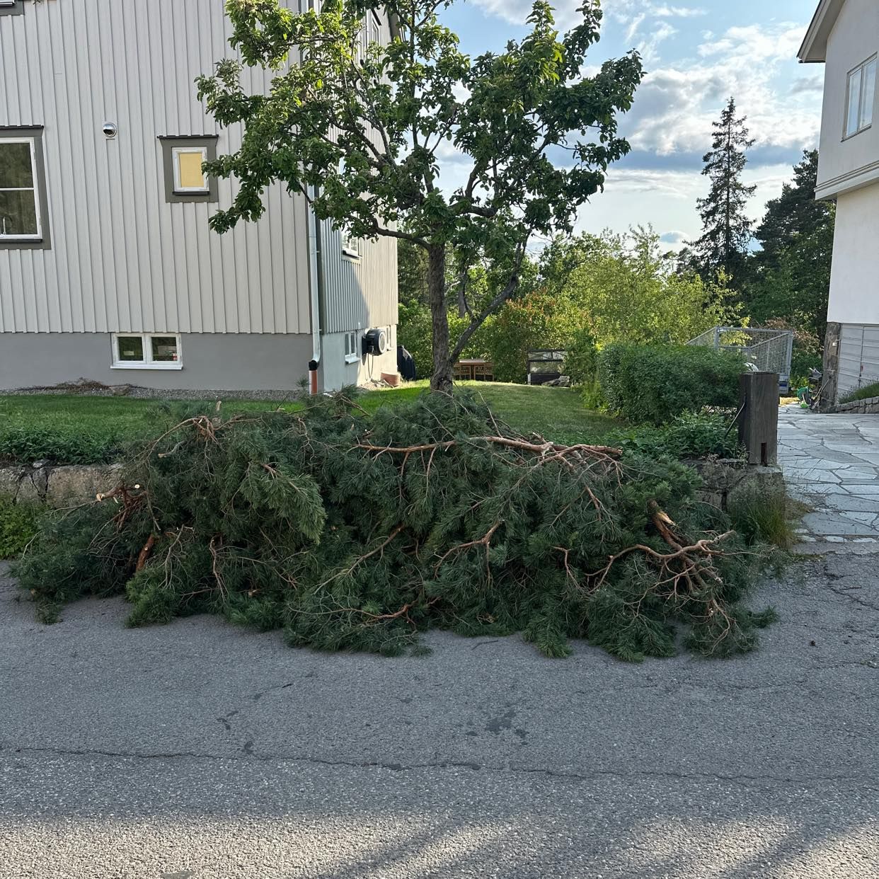 image of Grenar från Tall - Bromma