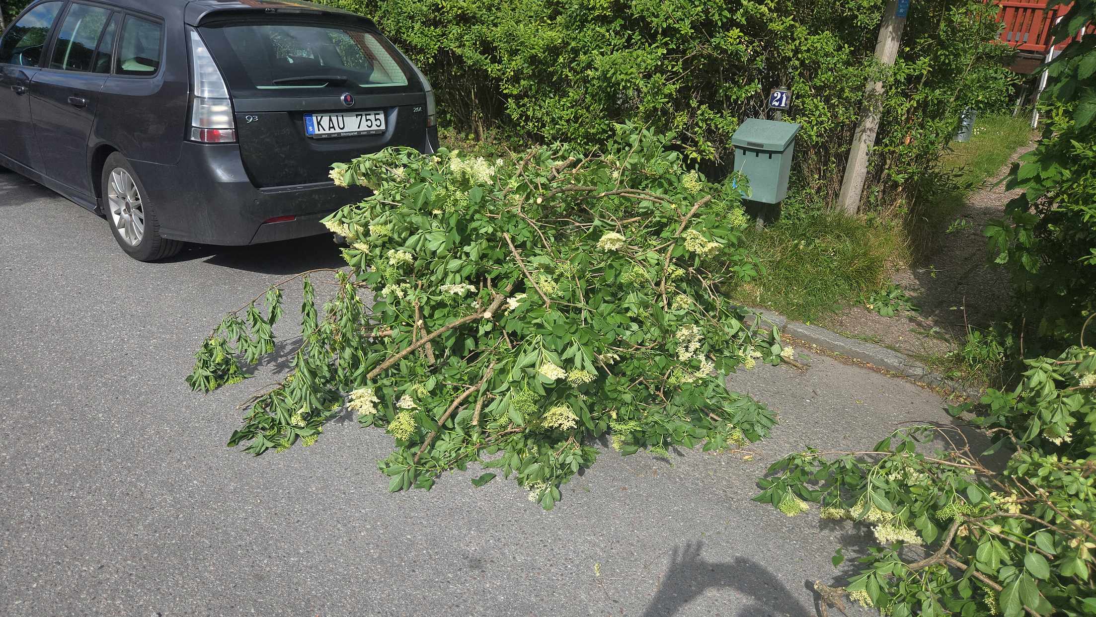 image of Ris, kvistar och grenar. - Enskede