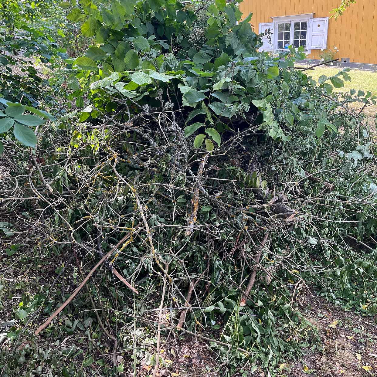 image of Grenar som ska återvinnas - Stockholm