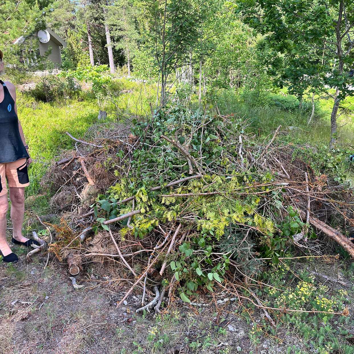 image of kvistar och ris - Dalarö
