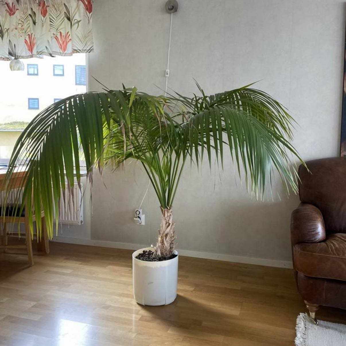 image of Transport 2 plantor - 