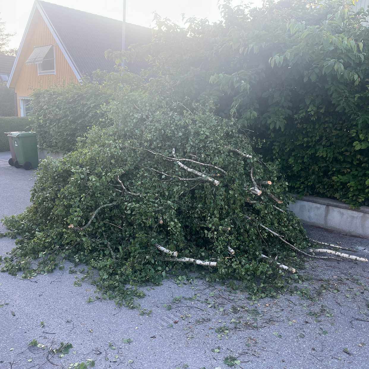 image of Ta bort björkris/ grenar - Upplands Väsby