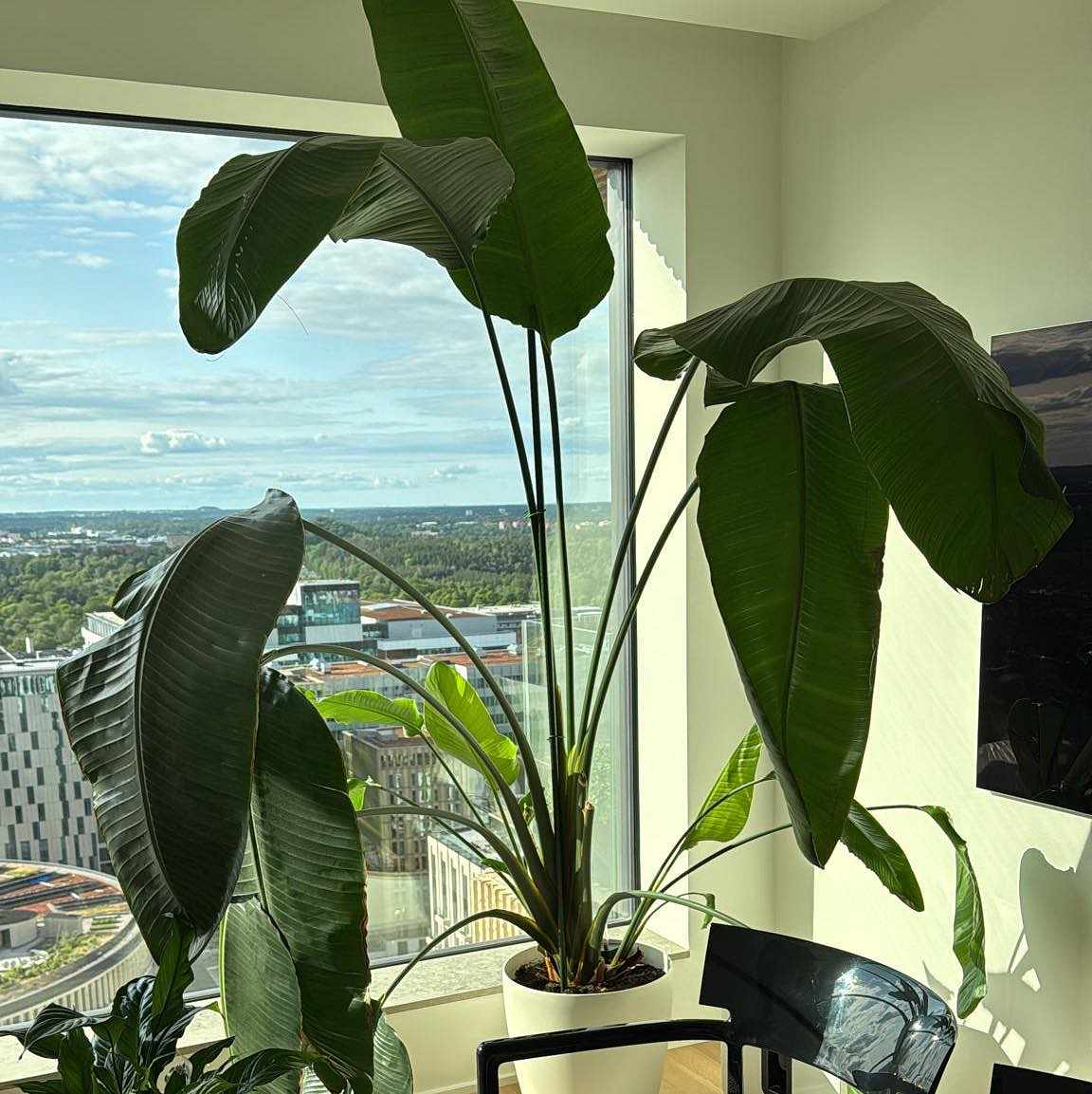 image of Large plant moving - 
