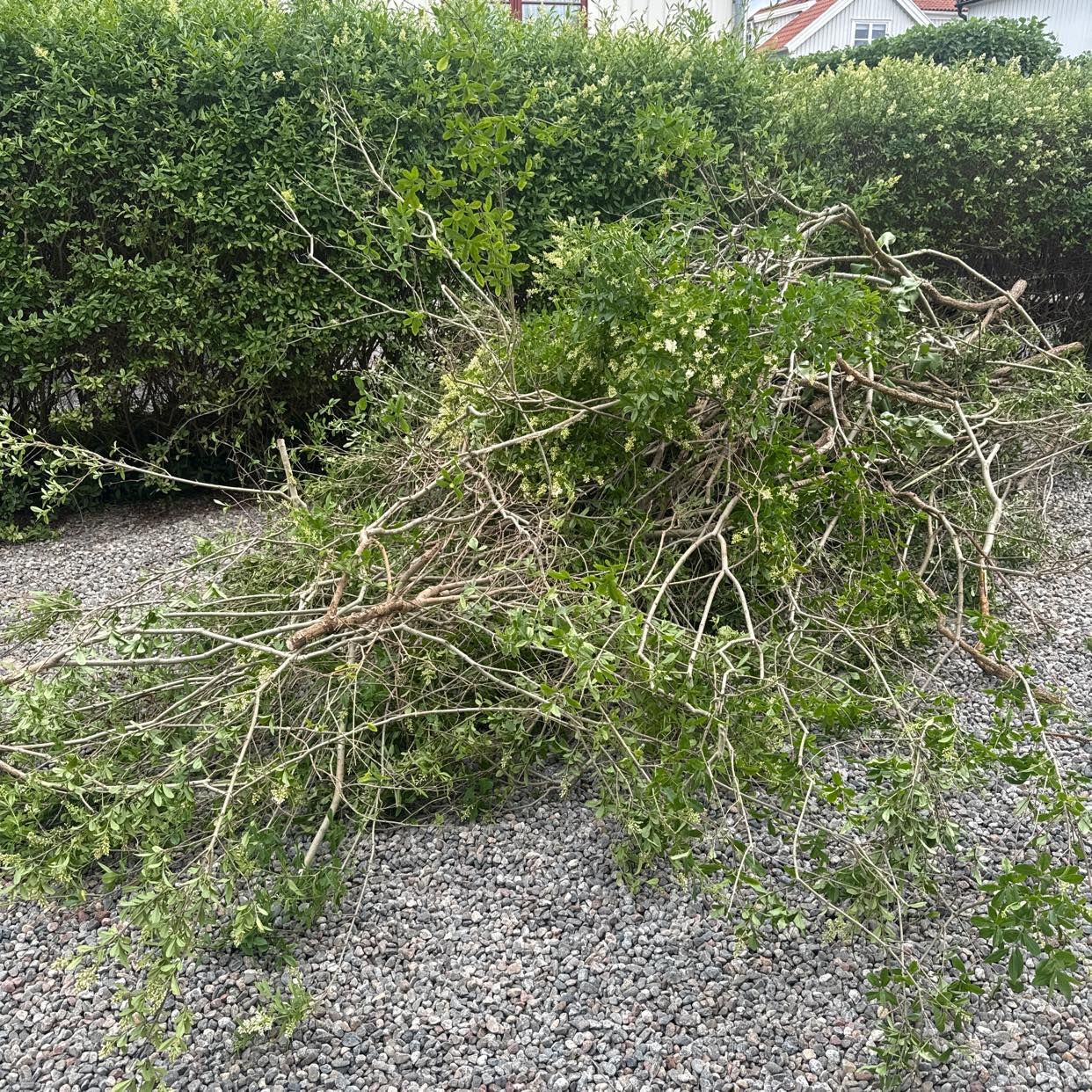 image of Trädgårdsavfall och cykel - Enskede