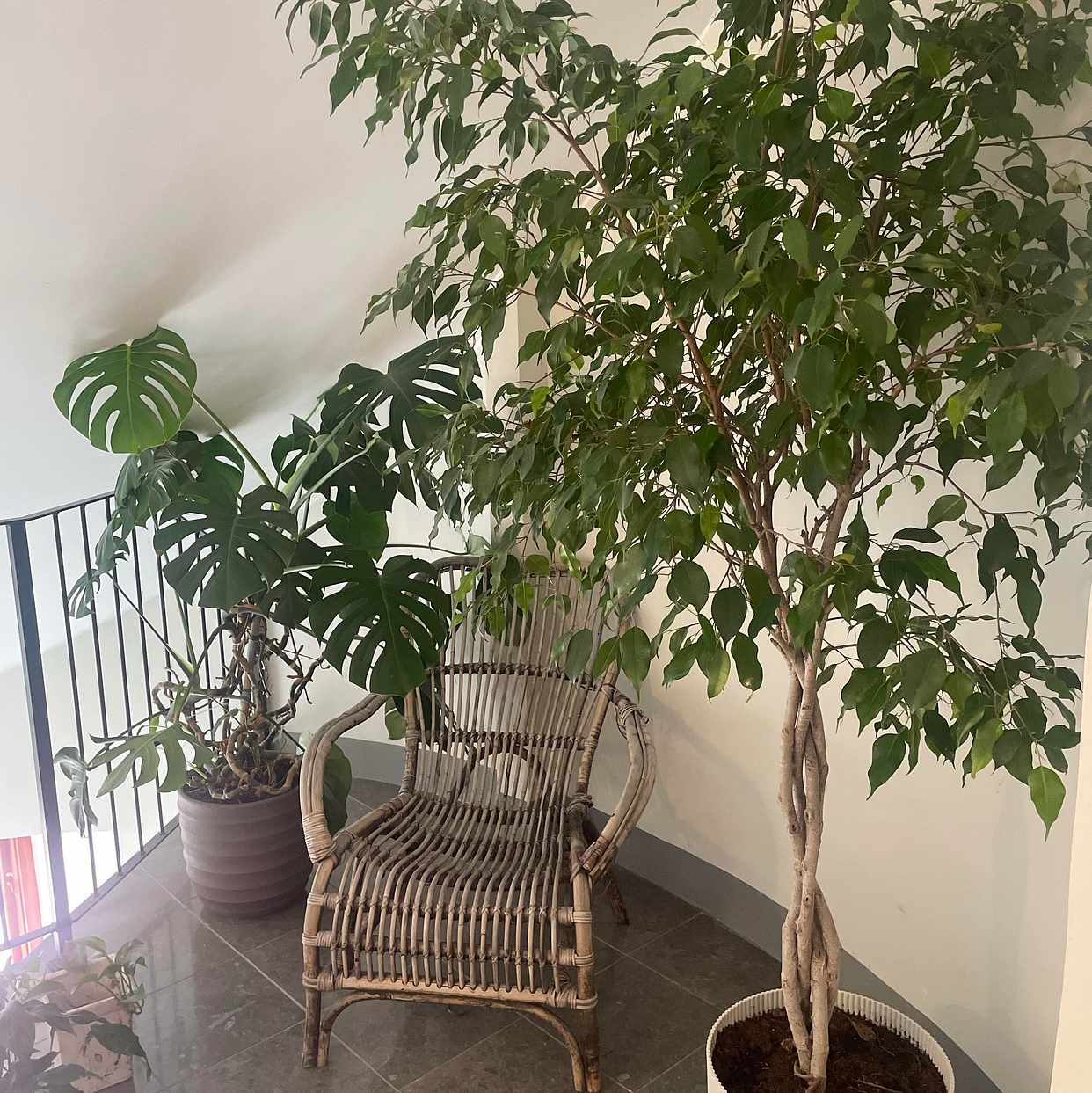 image of Moving two large plants. - 
