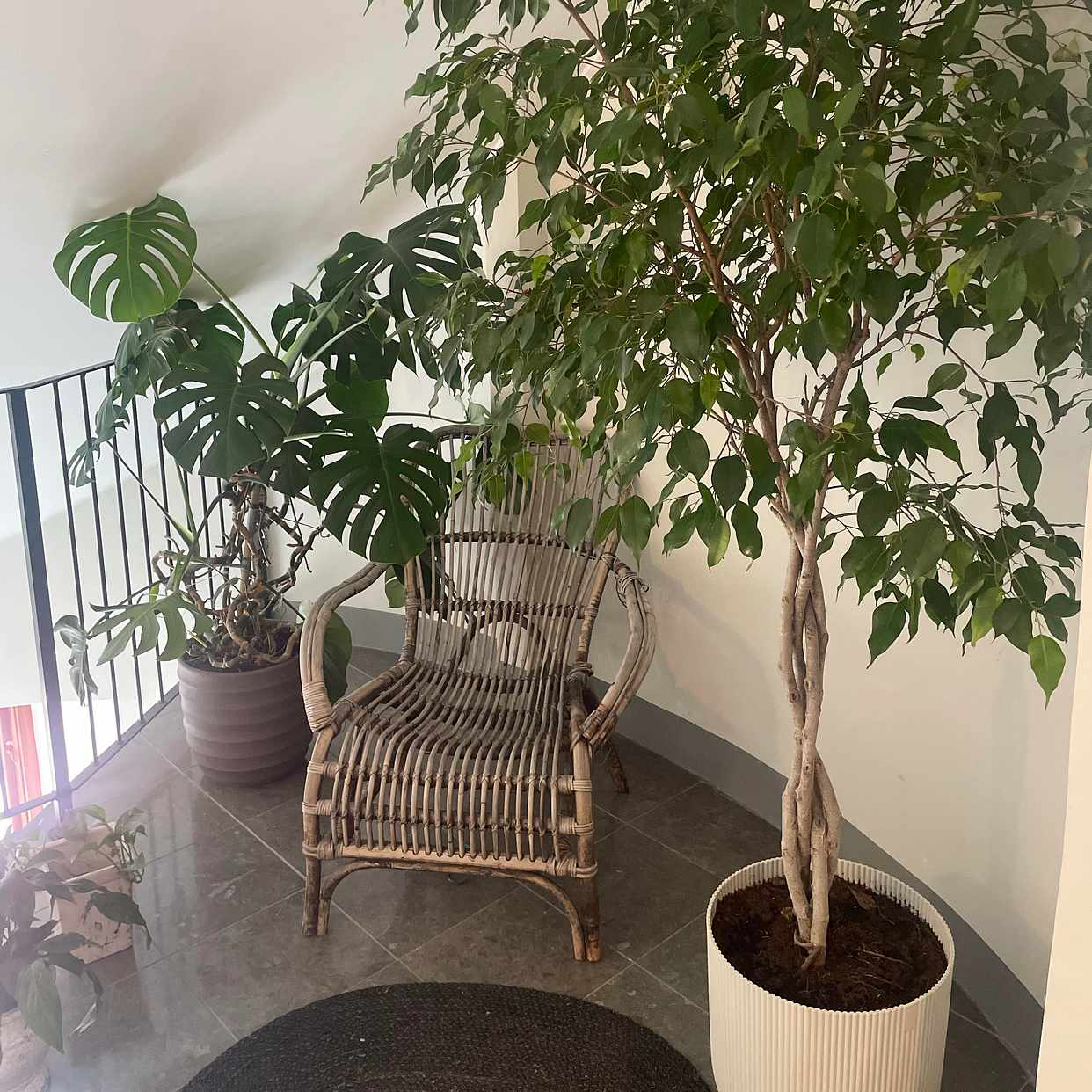 image of Moving two large plants. - 