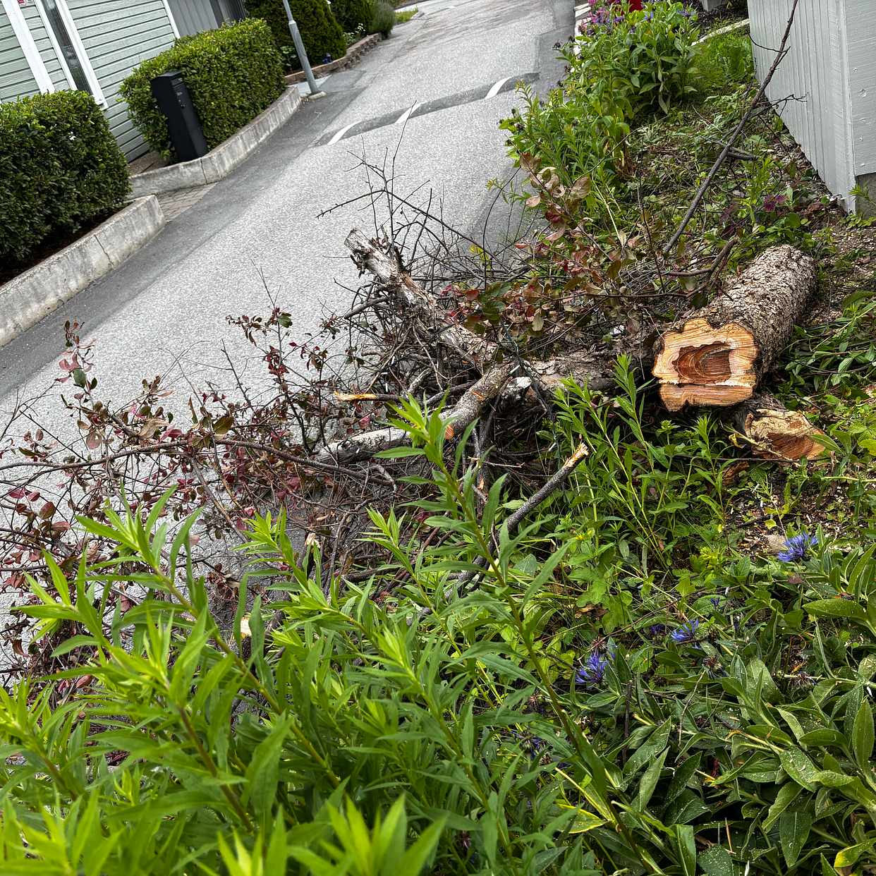 image of Garden, wood, - Hässelby-Vällingby
