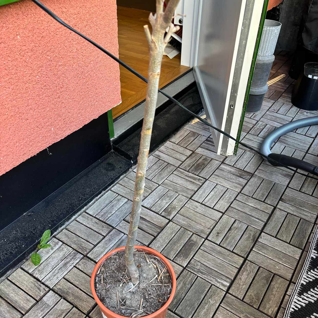 image of Broken spalje - Hägersten
