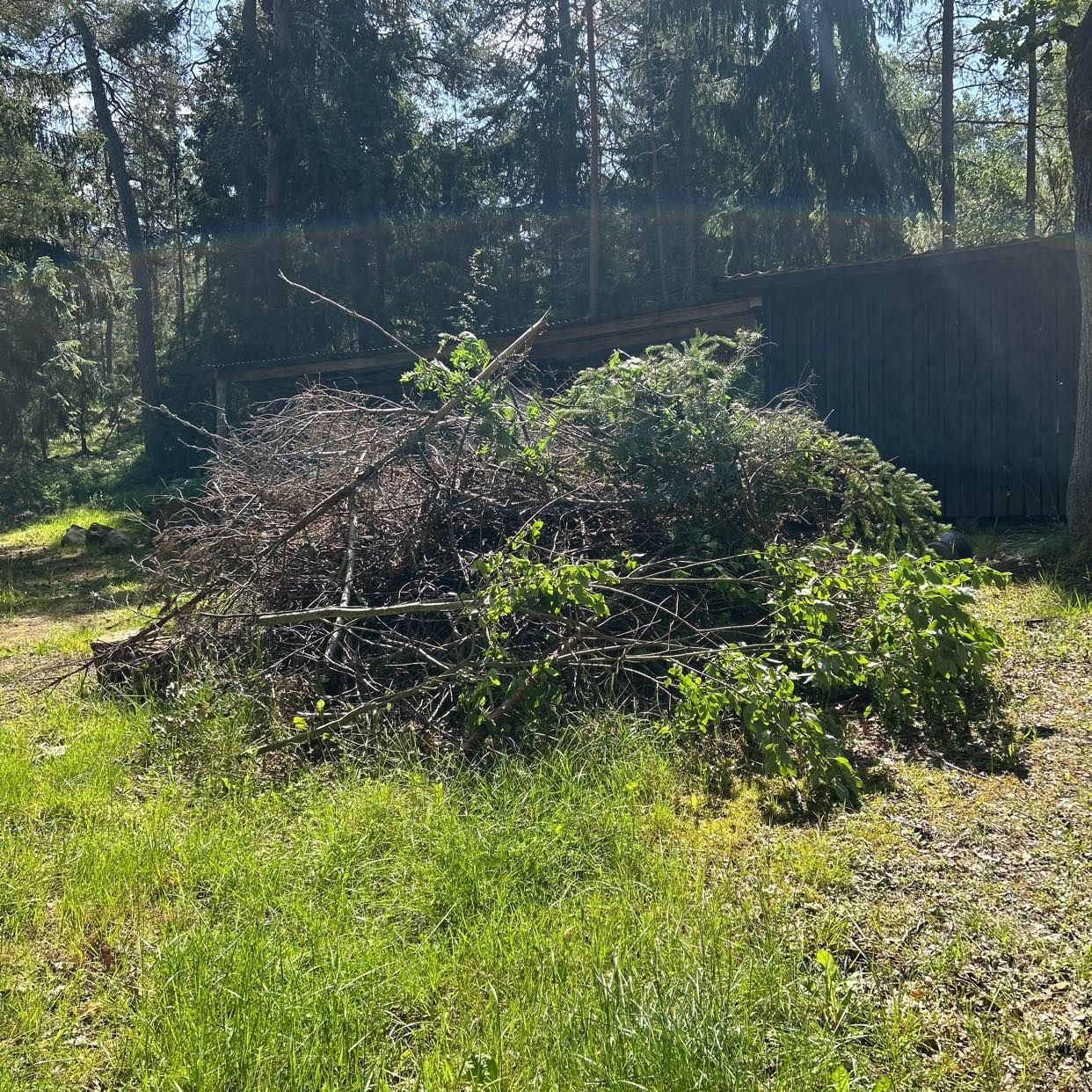 image of Trädgrenar bortforsling - Tungelsta