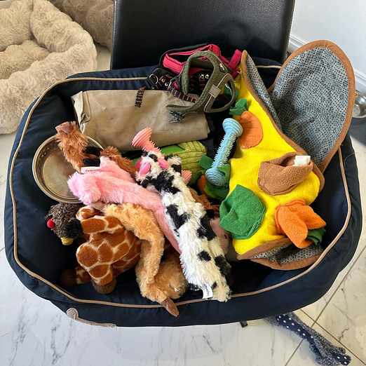 image of Giveaway dog things - Sollentuna