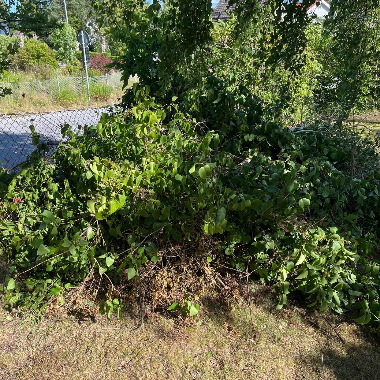 image of Grenar från trädgården - Älta