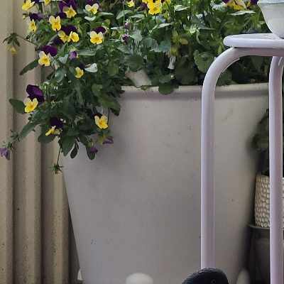 image of Skrivbord med växter, - 