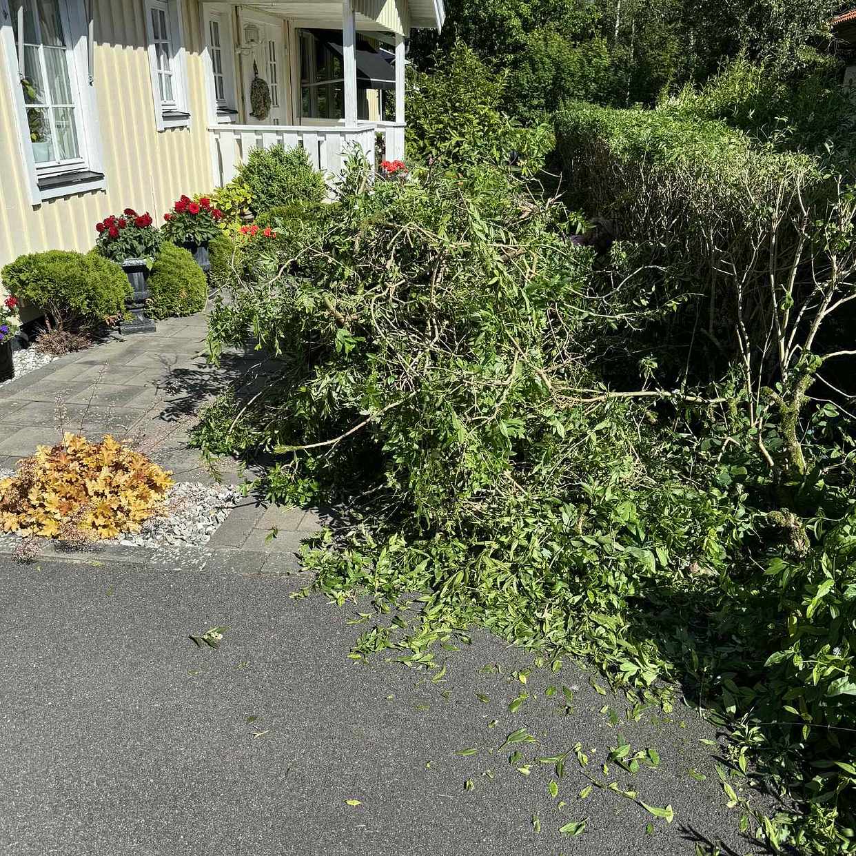 image of Blad, kvistar och grenar - Brämhult