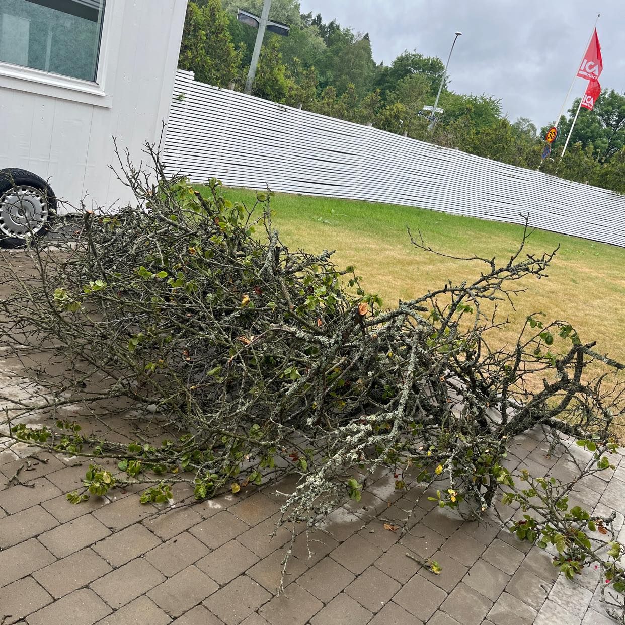 image of Buskar som ska slängas - Hässelby