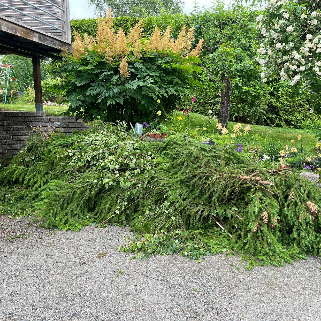 image of Sly och två stora stubbar - Täby