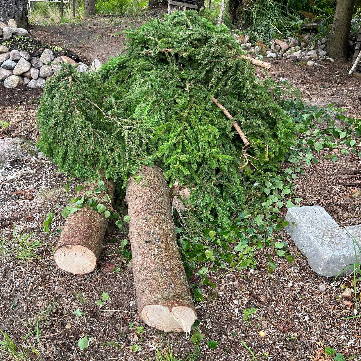 image of Sly och två stora stubbar - Täby