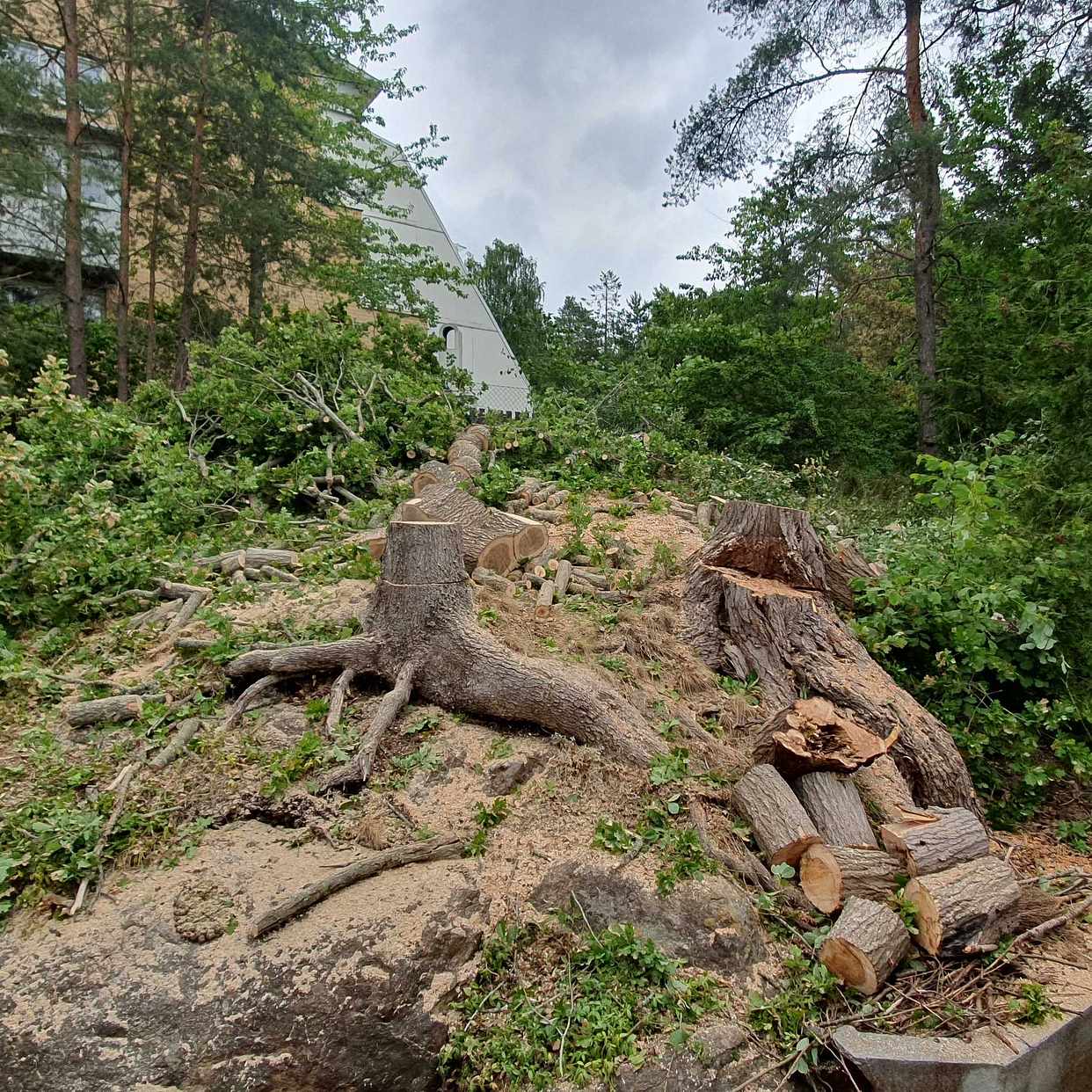 image of Ris och grenar - Tullinge